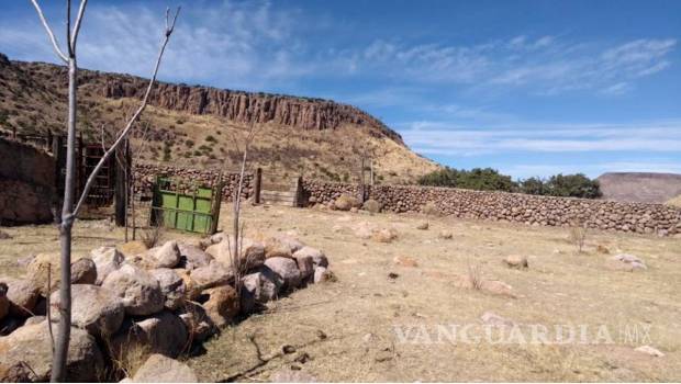 $!Encuentran llamas, bisontes y jabalíes en ranchos incautados a César Duarte