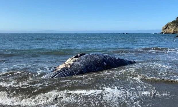 $!Hallan 4 ballenas grises muertas en Bahía de San Francisco