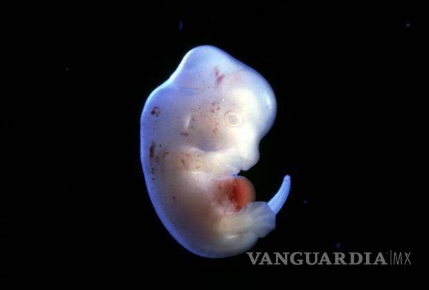 Científicos crearán los primeros 'humanimales'