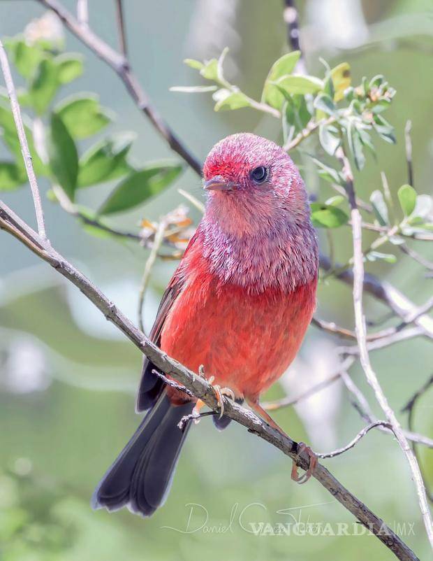 $!“Cada año mueren 500 millones de pájaros como resultado de ataques de gatos domésticos”, aseguró el especialista.
