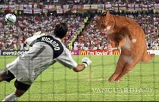 $!'Catinho'; el gato futbolista que inundó las redes sociales (fotos)