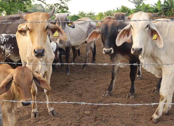 Callan la crisis del gusano barrenador por miedo