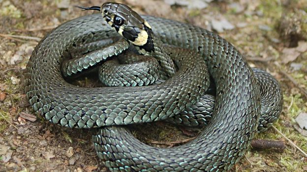 $!Descubren nueva especie de serpiente en Reino Unido