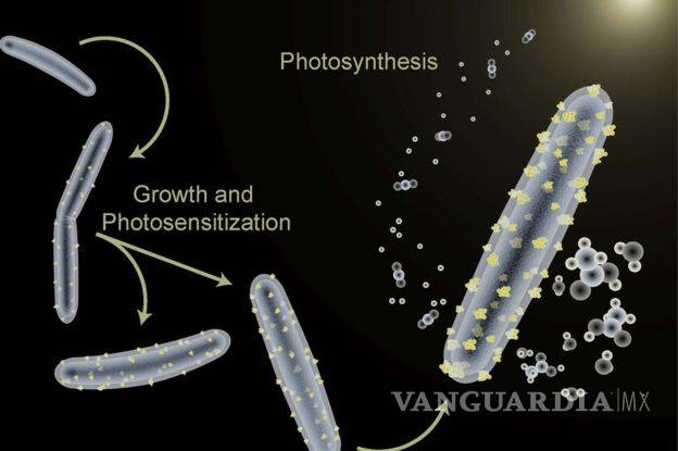 $!Desarrollan bacteria &quot;ciborg&quot; que podría producir combustible