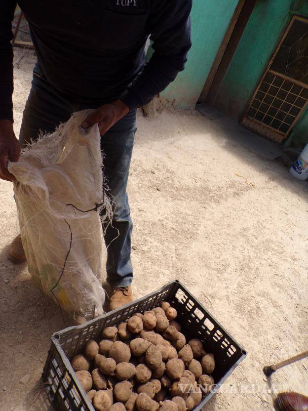 $!Además de las plagas y el clima, a los ejidatarios les afectan las incursiones de jabalíes y otros animales.