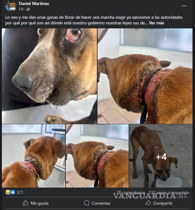 $!El caso ha generado gran indignación en redes sociales, motivando a la ciudadanía a exigir mayor protección y sanciones ante el maltrato animal.