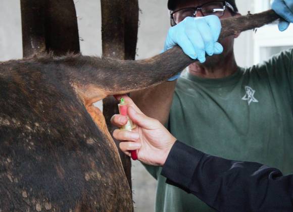 Sigue en vilo reapertura de frontera al ganado mexicano: tendrán gobiernos diálogo