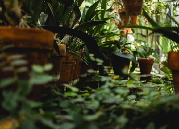 Saltillo: Flores de ayer; recuerdos de hoy