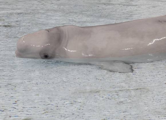 Una ballena beluga sobrevive a una histórica cirugía en el acuario de Chicago