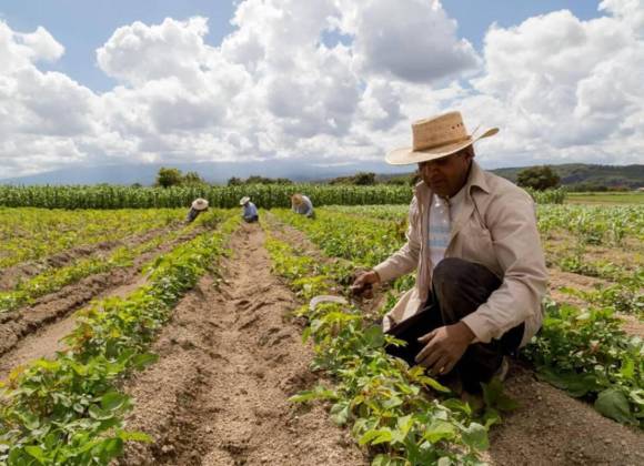 Contentos agricultores en la Región Norte de Coahuila; lluvia de dos pulgadas da esperanzas