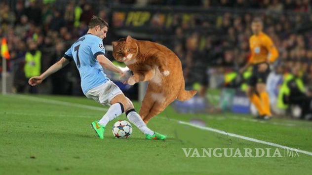 $!'Catinho'; el gato futbolista que inundó las redes sociales (fotos)