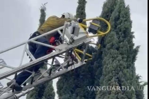 $!Bomberos realizaron maniobras en la colonia Ampliación Morelos para rescatar a Tinga, atrapada en un árbol.