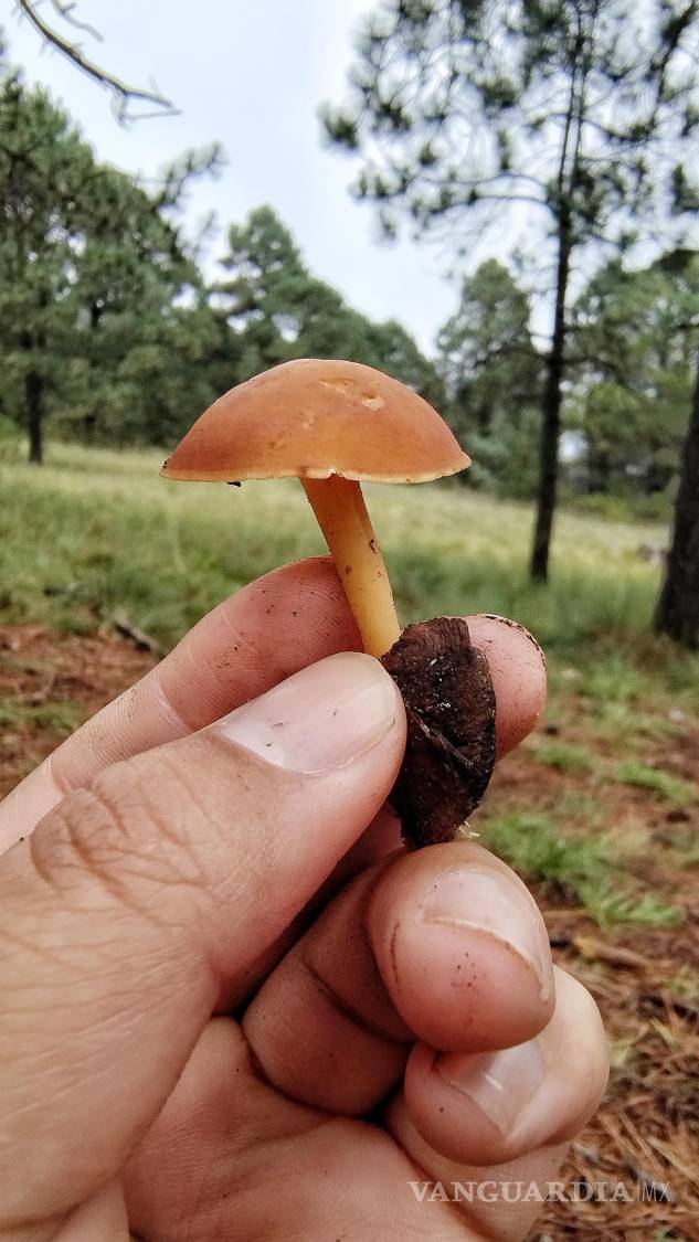 $!Gymnopus en el Cerro del Penitente, Arteaga Coahuila. Septiembre 2023.