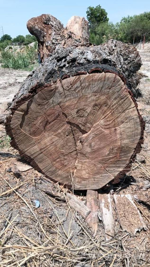 $!Al árbol caído lo habían tomado como proveedor de leña para quien se animara a acercarse.