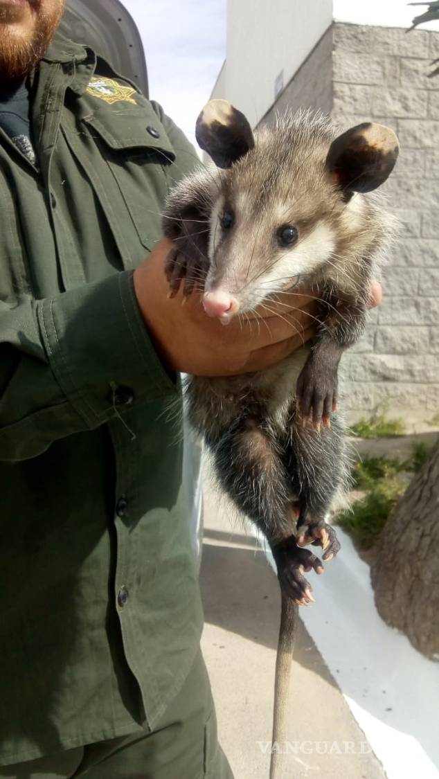$!Policía Ambiental de Saltillo, proyecto de éxito que se replica en otras ciudades