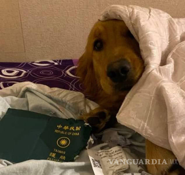 $!No pudo viajar a Wuhan, China porque su perro se comió su pasaporte, esto la salvó del coronavirus