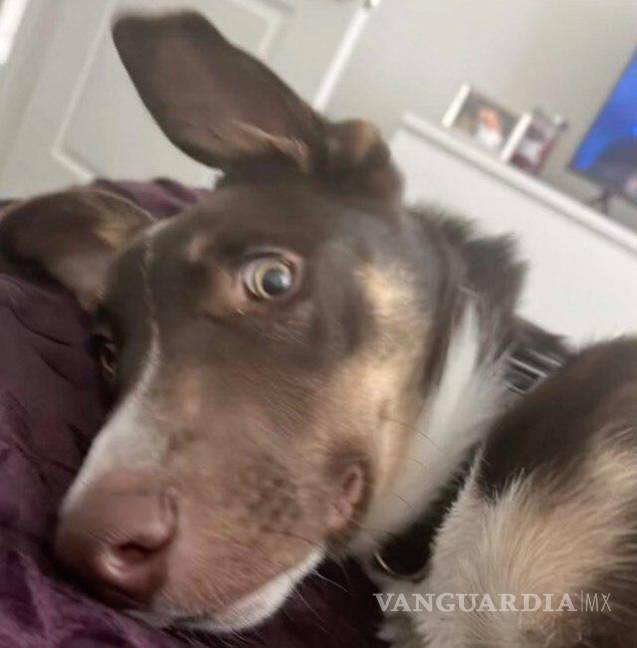 $!Perrito de Torreón reacciona a canción ‘Bebé Dame’ de Grupo Frontera.