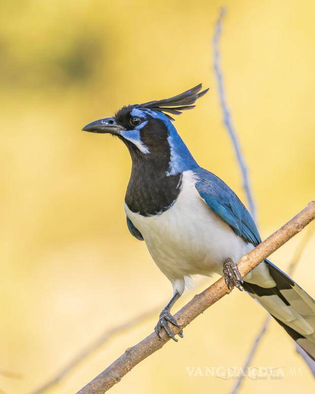 $!Tobón dijo que es un 30 por ciento de especies que se encuentran en peligro de extinción.
