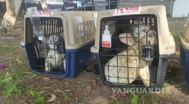 $!Recuperan a más de 200 cachorros bulldog que fueron robados del AICM