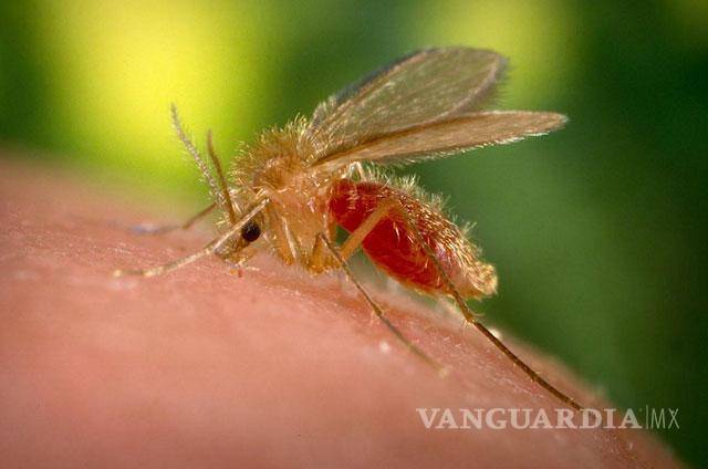 $!La leishmaniasis es una enfermedad parasitaria transmitida por la llamada “mosca chiclera” que habita en la selva