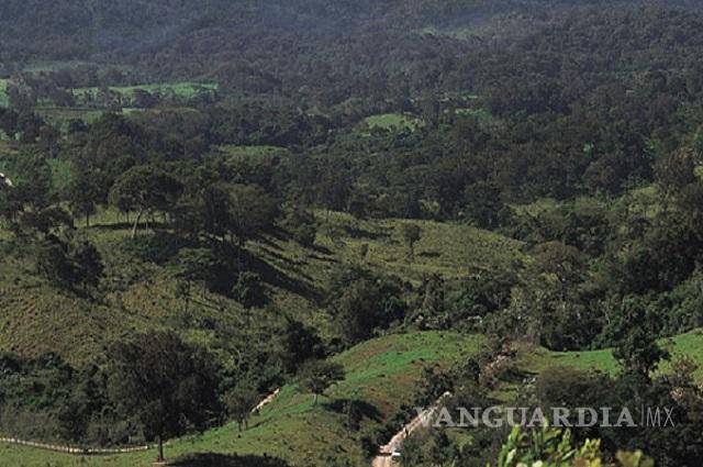 $!Chiapas debe regresar Los Chimalapas a Oaxaca, dicta la SCJN