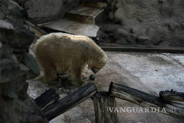 $!Muere el oso polar Arturo, 'el animal más triste del mundo'