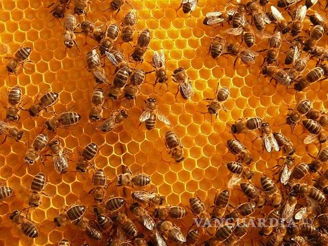 $!10 beneficios de la miel en tu cuerpo (Por dentro y por fuera)