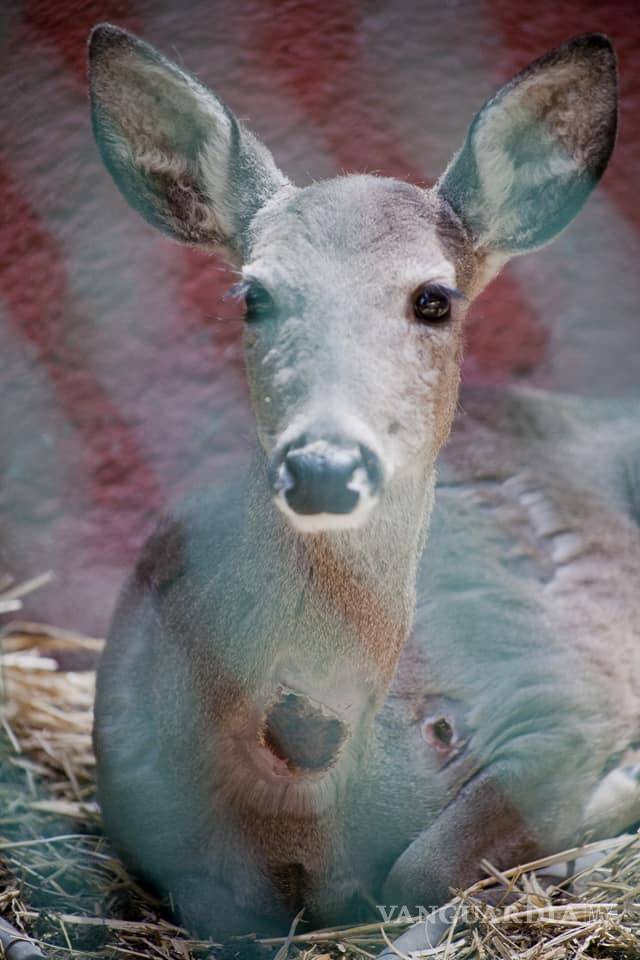 $!Muere por descuido venado que usaba Casa Alameda en Saltillo para sesiones de fotos