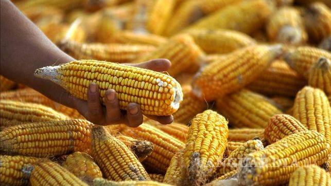 Inviable que coexistan transgénicos y productos nativos, dicen científicos