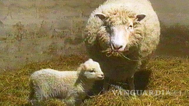 $!A 20 años de la clonación de Dolly, un hito de la genética