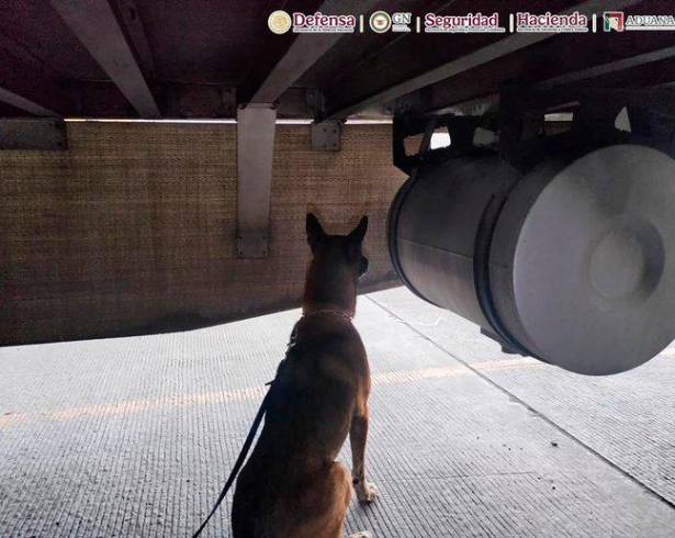 Elemento canino de nombre “Chocolate” que participó en la detección del narcótico en la aduana de Tijuana