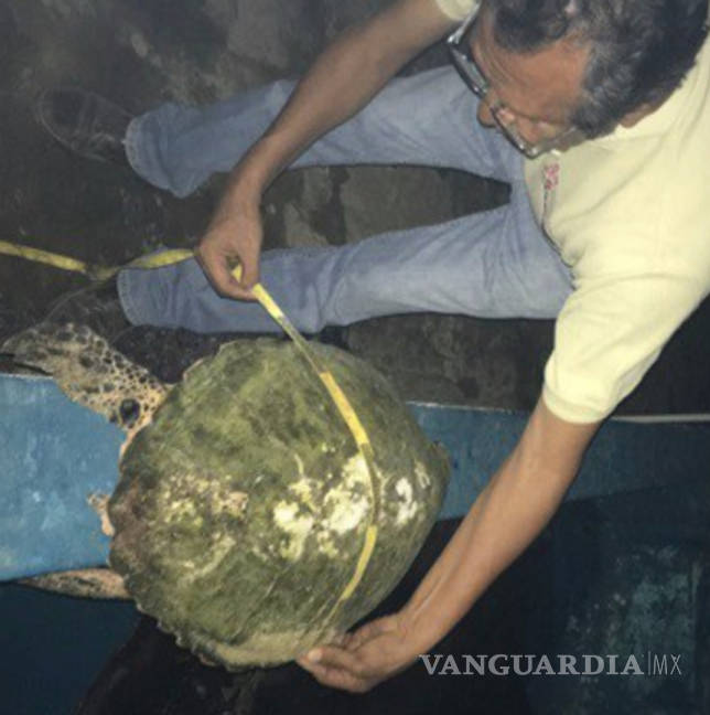 $!Decenas de tortugas marinas muertas por parásito en Oaxaca