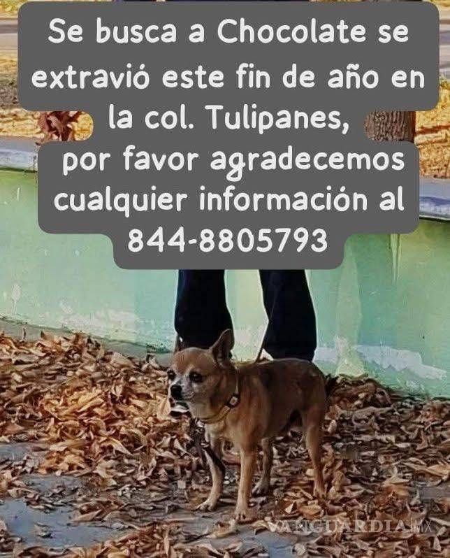 $!Algunos de los animales fueron localizados aún con collar o correa, lo que evidencia que huyeron de sus hogares debido al miedo generado por el ruido de los fuegos artificiales.