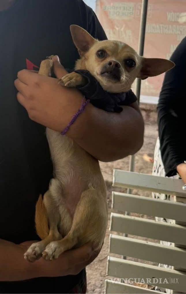 $!Personal del Centro Veterinario Municipal brinda atención médica a mascotas de la ciudad.