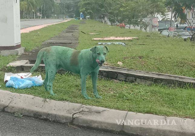 $!Perro de color verde desata polémica por maltrato animal, ¿tintes hacen daño o no?