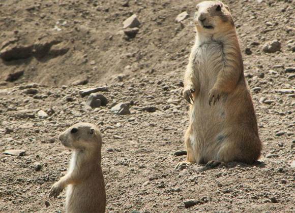 las serpientes toro comen perritos de la pradera