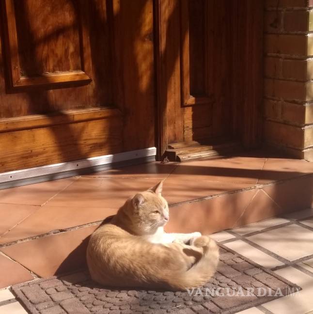 Matan a gato de balazo en la cabeza en Saltillo, denuncian ante la FGE