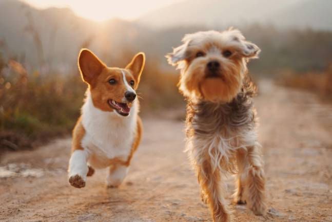 Los perros son la mascota predilecta de los coahuilenses: hay más de un millón en la entidad.
