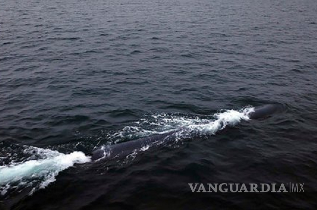 Corea del Norte prueba dron submarino nuclear, capaz de crear ‘tsunamis’ radiactivos