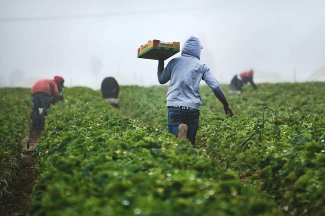 Especialistas agrícolas de la CBP localizaron un ejemplar de Polyamia arachnion en un cargamento de verduras mexicanas inspeccionado en Nogales, Arizona.