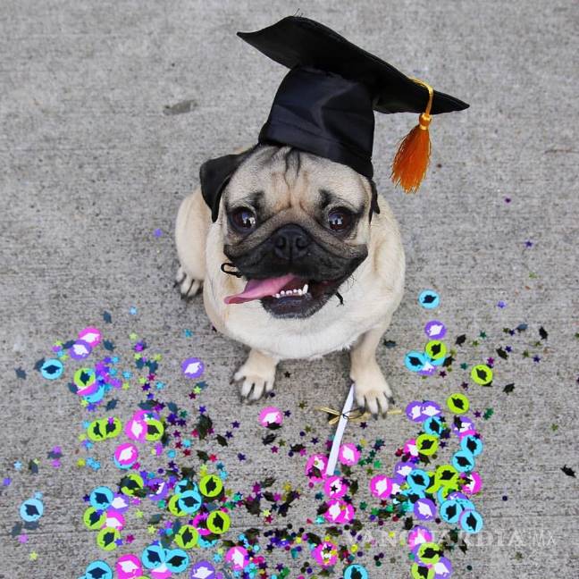 $!Doug The Pug, el perro estrella de redes sociales