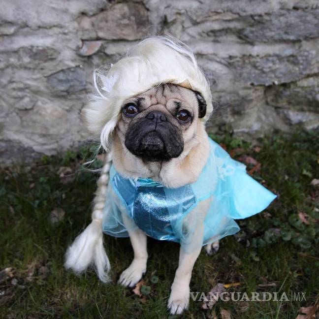 $!Doug The Pug, el perro estrella de redes sociales