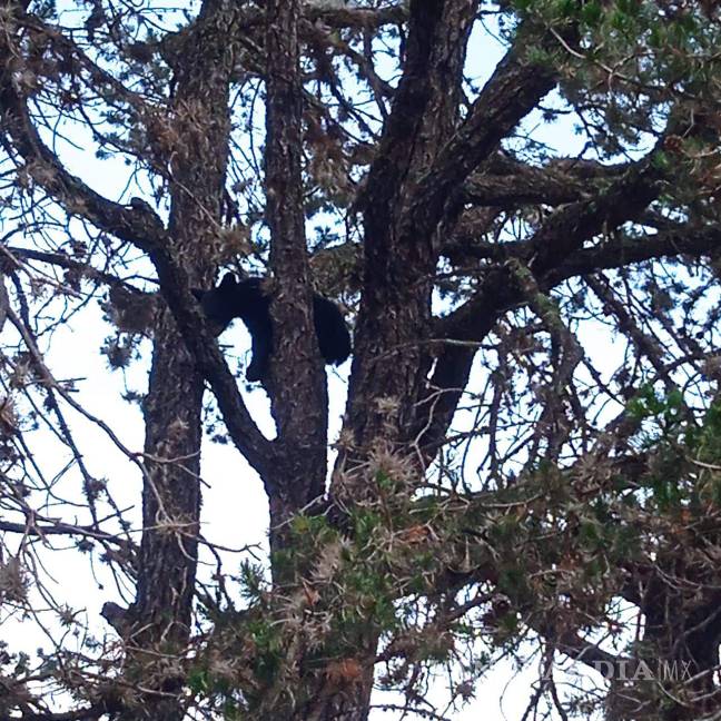 Protegen a otro oso en riesgo por personas, ahora en Arteaga; “no deben acercarse”, señalan