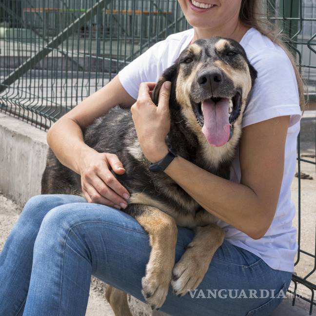 $!Voluntarias de fundaciones animalistas rescatan perros en situación de abandono o enfermedad, muchos de ellos canalizados de inmediato a atención veterinaria especializada antes de ser dados en adopción.