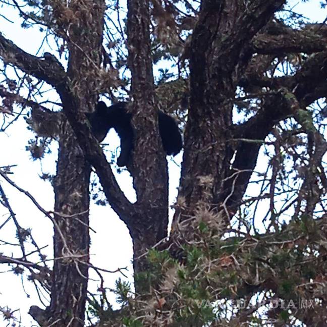 Protegen a otro oso en riesgo por personas, ahora en Arteaga; “no deben acercarse”, señalan