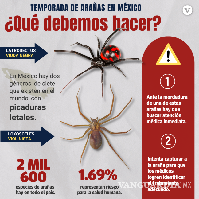 $!¿Cuándo inicia la temporada de arañas en México?... cómo saber cuáles son peligrosas y qué hacer si las vemos en casa