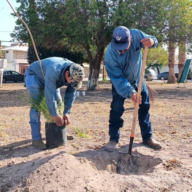 $!Voluntarios y personal de Servicios Públicos plantaron árboles y otras especies, transformando el espacio en un área verde y mejorando la calidad del aire para los vecinos del Fresno.