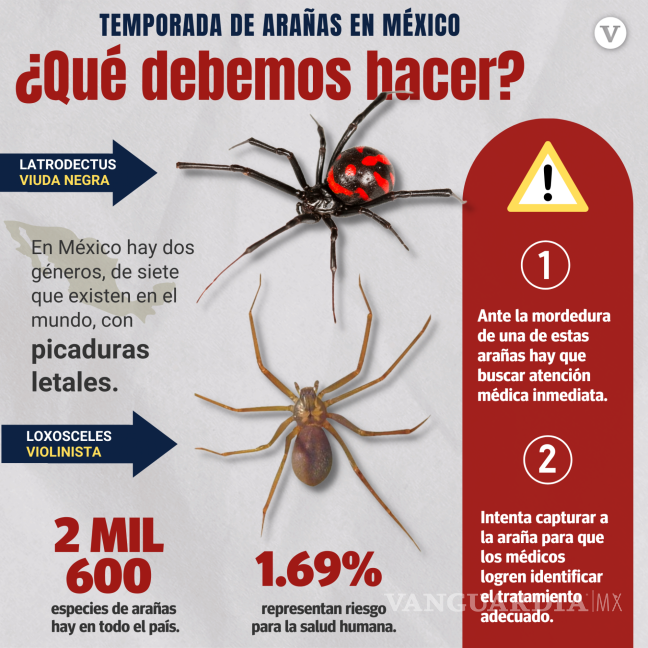 $!¿Cuándo inicia la temporada de arañas en México?... cómo saber cuáles son peligrosas y qué hacer si las vemos en casa