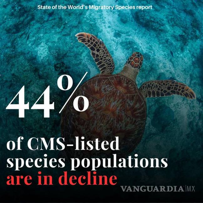 $!Alrededor del 44% de las especies migratorias en todo el mundo están viendo disminuida su población, señala el reporte.