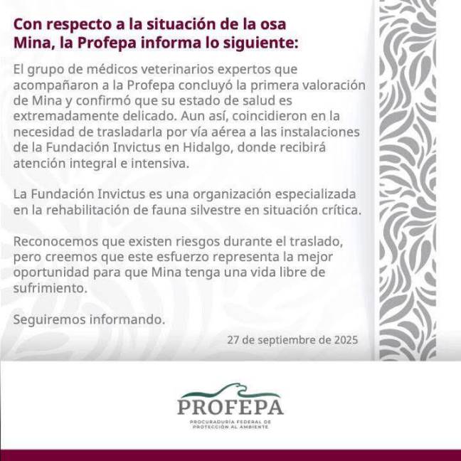 $!Profepa: Trasladan a osa ‘Mina’ a Fundación Invictus, en Hidalgo, para recibir rehabilitación